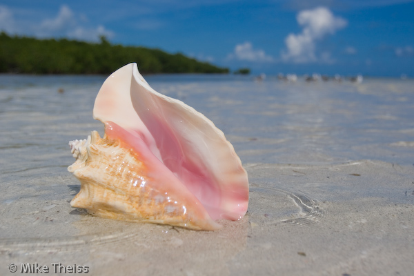 091607_Conch_Shoot_164.jpg